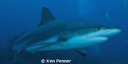 Caribbean Reef Shark. Taken in Roatan, Honduras. by Ken Penner 